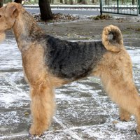 SHER OLLY ONLY BEST (Лана) - Интерчемпион, Юный Чемпион России, НКП, Терьер-Союза Чемпион России, Молдавии, Литвы,Латвии,Эстонии, Белоруссии, Украины, Словении,Хорватии, Венгрии, Чехии, Чемпион Евразии 2008, Гранд Чемпион России, 4x Чемпион НКП, 3x Чемпион Терьер-Союза, Победитель промежут. класса на Чемпионате Европы 2007.
SHER OLLY ONLY BEST (Лана)
Владелец Надежда Михеева.