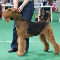 Sher Uinfred (Мартин) - Чемпион России
 Sher Uinfred (Мартин).
Род. 09.03.2002 г. (о. Quick Fly Vindicator, м. Moden Taip Bagi), вл. Н. Поляничева (Москва)