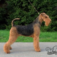 RUS KORNELS DRAGOTSENNOST - RUS KORNELS DRAGOTSENNOST
Junior Champion of Russia; Champion of Russia, National Airedale terrier Club, RKF; HD-A, ED-0.Рожд. 10.03.2019 (о. Katerina`s Land Wish Me Luck &amp;amp; м. Rus Kornels Sama Dragotsennost)Владелец: Левинских Маргарита(г. Москва) 