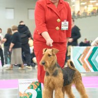 SHER ZHIVAYA LEGENDA - SHER ZHIVAYA LEGENDA
Junior Eurasian Winner-2024; Junior Champion of National Airedale Terrier Club, Junior Champion of Russia, RKF; Champion of Russia, National Airedale Terrier Club, RKF, ОКД-1; 2*BISS. Рожд. 19.09.2023 (о. Ch. Sher Shtein &amp;amp; м. Ch. Sher Urga) Владелец: Рындин Александр (г. Москва)