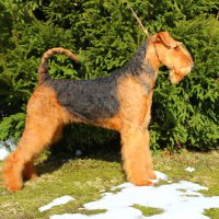 SHER FLORA - SHER FLORAJunior Champion of Russia, Junior Champion of National Airedale terrier Club, Champion of National Airedale Terrier Club, Champion of Russia, Champion of RKF.Рожд. 10.05.2015(о. Int.Ch. Stargus Galiano &amp;amp; м. Int.Ch. Sher Iskrennaya Nezhnost)Владелец: Струкова Галина (г. Москва, Зеленоград)