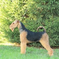 SHER VESTA VESENNEE PROBUZDENIE - SHER VESTA VESENNEE PROBUZHDENIEJunior Champion of Russia; Champion of Russia, Champion of the National Airedale Terrier Club, Champion of RKF, 2*BOB, 3*BOBJ.Рожд. 12.03.2016 (о. Int. Ch. Flaire Matterhorn for Sher &amp;amp; м. Int. Ch. Sher Kori Rus Star) Владелец: Анашина Мария (г.Москва)