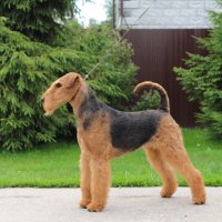 SHER UVITA RUS STAR - SHER UVITA RUS STARInternational Champion, Vice-Junior European Champion-2019; Top-Junior Female in Breed-2019; Junior Champion of Russia, 4*National Airedale Terrier Club of Russia; Champion of Russia, Belorussia, Lithuania, 2*National Airedale Terrier Club of Russia, 3*RKF, 4*CACIB, 2*RCACIB, 4*BIG, 2*BIG-3, 2*BIS, 2*RBIS.Рожд. 08.01.2018(о. Int. Ch. Windancer Newton for Sher for Sher &amp;amp; м. Int. Ch. Sher Kori Rus Star)Владелец: Михеева Надежда (г. Москва)