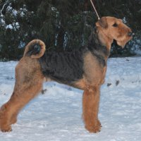 SHER KAMELIA AIRINI - SHER KAMELIA AIRINIИнтерчемпион, Юный Чемпион России, НКП, Терьер-Союза, Чемпион России, Литвы, Молдавии, Белорусии, РКФ, НКП, ГрандЧемпион России,4xCACIB Рожд. 27.05.2009 (о. Интерчемпион Шэр Ерлинг Кадо Дестини &amp;amp; м. Интерчемпион Квик Флай Ориджинал Стайл фо Шэр) Владелец: Мария Балашова (г. Москва)