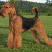SHER WHITE ROSE - SHER WHITE ROSE VDH-EUROPAJUGENDSIEGER, International Champion,Junior Champion of Russia, Estonia,Latvia, Litva, Germany, 2*National Airedale Club, Terrier-Union; Champion of Russia, Estonia, Latvia, Litva, Poland, Ukraine, Moldova, Cypr, Czech, 3*National Airedale Club, Terrier-Union Рожд. 18.04.2010 (о. Ch.UKG, MID&amp;amp;EAST EU Ginger Robertredford &amp;amp; м. Интерчемпион Шэр Надин`с Нью Дел) Владелец: Надежда Михеева (г. Москва)