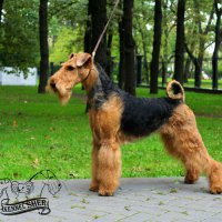 SHER NIKOL NADINA - SHER NIKOL NADINA Junior Champion of Russia, Junior Champion of National Airedale Terrier Club; Champion of Russia, Champion of RKF, Champion of National Airedale Terrier Club, HD-A, ED-0.Рожд. 04.07.2014(о. Int. Ch. Flaire Matterhorn for Sher &amp;amp; м. Sher Yanika) Владелец: Драничкин Виталий (г. Москва)