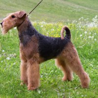 SHER KORI RUS STAR - SHER KORI RUS STAR International Champion, Junior World Winner-2010, Junior Champion of Russia, 2*National Airedale Club, Terrier-Union; Champion of Russia, Estonia, Latvia, Litva, Poland, Ukraine, Moldova, Germany, Czech, Georgia, Hungary, 9*National Airedale Club, Terrier-Union, ОКД-1, 9xCACIB, 8xBIS-1. Рожд. 27.05.2009 (о. Интерчемпион Шэр Ерлинг Кадо Дестини &amp;amp; м. Интерчемпион Квик Флай Ориджинал Стайл фо Шэр)Владелец: Надежда Михеева (г. Москва)