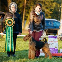 SHER SHIKARNAYA SHTUCKA-II - SHER SHIKARNAYA SHTUCHKA-IIInternational Champion, European Champion-2018 (BOB), Vice-World Champion-2017, Vice-European Champion-2017; Top-Adult Female in Breed-2018; Junior Champion of Russia, Lithuania, 3*Junior Champion of National Airedale Terrier Club; Champion of Russia, Latvia, Belarus, Lithuania, Poland, 6*National Airedale Terrier Club, RKF, 5*CACIB, 2*BISJ, BIG, 3*RBIG, 2*BIG-3, BIS-3, HD-A, ED-0 (тесты сделаны в Литве)Рожд. 08.12.2015(о. Int. Ch. Flaire Matterhorn for Sher &amp;amp; м. Int. Ch. Sher Tayga)Владелец: Михеева Надежда (г. Москва)