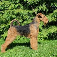 SHER TAYGA - SHER TAYGAInternational Champion, Junior Champion of Russia, National Airedale terrier Club, Champion of Russia, Lithuania, Latvia, RKF, 2*National Airedale terrier Club, 4*CACIB. Рожд. 30.11.2012 (o. Int. Ch. Sher Wild Thorn м. Int. Ch. Sher Kori Rus Star)Владелец: Епископосова Евгения&amp;amp;Надежда Михеева (г. Москва)