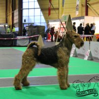 SHER TSARMILA - SHER TSARMILA International Champion; Junior European Winner-2016; Top-Adult Female in Breed-2019; Junior Champion of Russia, Netherlands, Belgium, 3*Junior Champion of National Airedale Terrier Club, Champion of Russia, Latvia, Lithuania, Belarus, Poland, Germany, Netherlands, 7*National Airedale Terrier Club, RKF, 7*CACIB, 4*BISJ, 2*BIG, HD-A, ED-0 (тесты сделаны в Литве) Рожд. 28.09.2015 (о. Int. Ch. Flaire Matterhorn for Sher &amp;amp; м. Int. Ch. Sher Scherbetka Jukki) Владелец: Михеева Надежда (г. Москва)