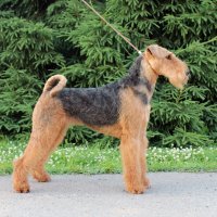 SHER UTERRA - SHER UTERRA
Junior Champion of Russia; Champion of Russia, National Airedale Terrier Club, RKF; ОКД-1, ЗКС-2. Рожд. 29.07.2022(о. CIB Windancer Newton for Sher &amp;amp; м. CIB Sher Hope of My Soul) Владелец: Дуброва Мария (г. Москва) 