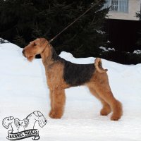 SHER MARIETTA - SHER MARIETTAJunior Champion of Russia, Junior Champion of National Airedale Terrier Club, Junior Eurasian Winner-2022; International Champion, Champion of Russia, Belorussia, Armenia, Georgia, National Airedale Terrier Club, RKF, 2*CIS Winner, BIG, RBIG, BIS-III. Рожд. 10.05.2021 (о. Young Duke`s Mister Jack &amp;amp; м. CIB Sher Tsarmila) Владелец: Михеева Надежда (г. Москва)