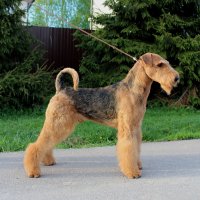 SHER HUGO BRAVE FALK - SHER HUGO BRAVE FALK
Junior Champion of National Airedale Terrier Club, Junior Champion of Russia, RKF; Champion of Russia, Belorussia, National Airedale Terrier Club, 3*Champion of RKF, CACIB; ОКД-1; 3*BIS, 2*RBIS.Рожд. 14.05.2020 (о. Int.Ch. Saredon  Deliverance &amp;amp; м. Int.Ch. Sher Tsarmila)Владелец: Михеева Надежда (г. Москва)