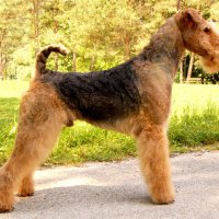 STARGUS GALIANO - STARGUS GALIANO Интер, ЮЧР, Lit, Est, Mol, НКП, Т-С, ЧР, Mol, Lit, Lat, Est, Bal, Bul, Maked, Slov, Bel, Ukr, Т-С, 2*НКП, Grand, 5*Л производитель, 6*Ч РКФ, 9*CACIB, ОКД-1, ЗКС-1, HB-A  Рожд. 04.04.2004 (о. Stargus Galileo, м. Stargus Party Queen) Владелец: Надежда Михеева (г. Москва)
