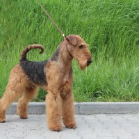 FLAIRE MATTERHORN FOR SHER - FLAIRE MATTERHORN FOR SHERInternational Champion, Vice-World Winner-2015, European Winner-2016(BOB), 2017(BOB), Cruft`s Winner-2015 (BOB), Bundesieger-2015&amp;amp;2016, Amsterdam Winner-2014&amp;amp;2016, Junior Champion of Russia,Germany (VDH,KFT), Estonia, Latvia, Lithuania, Poland, Belarus, 7*National Airedale terrier Club; Champion of Russia, Lithuania, Hungary, Italy, Estonia, Latvia, Belarus, Poland, Germany (VDH, KFT), Netherlands, Slovenia, Belgium, 5*RKF, 20*National Airedale terrier Club, HD-A, ED-0 Рожд. 22.04.2013(о. Int.Ch.Devonchire`s Celtic Pride м. Int.Ch. Flaire Karpatka) Владелец: Надежда Михеева (г. Москва)