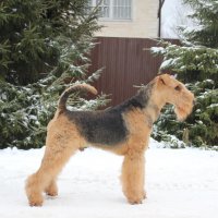 SHER TOPIS - SHER TOPISJunior Champion of National Airedale Terrier Club, Champion of National Airedale Terrier Club, Champion of Russia, 2*Champion of RKF; ОКД-1, ЗКС-2, T-1; HD-A, ED-0; 2-место на монопородных соревнованиях по ОКД-2020, «Лучшая выборка» на соревнованиях «Стенка на стенку-2020» Рожд. 04.05.2017(о. Int.Ch. Flaire Matterhorn for Sher &amp;amp; м. Int.Ch. Sher White Rose)Владелец: Кондратьева Мария (г. Москва)