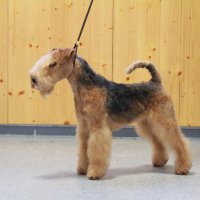 Гордость питомника &raquo; Лейклендтерьеры-гордость питомника &raquo; Лейки-суки-гордость питомника