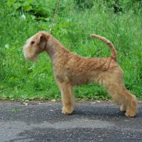 SHER EFROSINIYA SVET ROSSII - SHER EFROSINIYA SVET ROSSIIJunior Champion of Russia, Junior Champion of the National Lakeland Terrier Club; Champion of Russia, RKF, Champion of the National Lakeland Terrier Club; Best Junior on IDS "EURASIA-II" in Moscow, CACIB, RCACIB, BIG, BIS. Рожд. 06.03.2017 (о. Hi-Kel Terrrydale Just Daniel м. Slicey Betty Boop) Владелец: Романова Анна &amp;amp; Михеева Надежда (г. Москва)