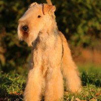 SHER ARNIKKA BRAVO BIS - SHER ARNIKKA BRAVO BISInternational Champion, Junior Champion of Russia; Champion of Russia, Lithuania, Belarus, Latvia, 2*National Lakeland Terrier Club, RKF, 5*CACIB. Рожд. 26.07.2014 (о. Hi-Kel Terrrydale Just Daniel м. Rus Terrier Cardenal Lavanda For Sher)Владелец: Михеева Надежда&amp;amp;Вдовина Елена (Москва)