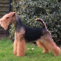 SHER AMODEJA CHARMING - SHER AMODEJA CHARMING International Champion, Junior World Winner-2015, Junior Champion of Russia, Champion of Russia, RKF, Belarus, Lithuania, Poland, Germany, Estonia, National Lakeland terrier Club, Champion of Breed on WDS-2016, res.winner limit class on Cruft`s 2016, open class winner on WDS 2017, 5*CACIB.Рожд. 26.07.2014 (о. Hi-Kel Terrrydale Just Daniel м. Rus Terrier Cardenal Lavanda For Sher)Владелец: Михеева Надежда&amp;amp;Петрушина Ольга (г. Москва)