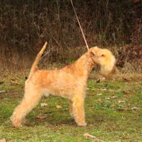 CAFFE LATTE ALUZJA - CAFFE LATTE ALUZJA International Champion, Junior Champion of Russia, Champion of Russia, Lithuania, RKF, National Lakeland terrier Club, Grandchampion of Russia, 5*CACIB Рожд. 15.02.2013 (о. Chris Iringa м. Kurde Bele Aluzja) Владелец: Михеева Надежда&amp;amp;Судьева Елена (г. Москва)
