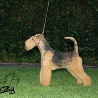 SHER EUROLUX - SHER EUROLUXInternational Champion, Junior vice-World Winner-2018, Junior Champion of Russia, Latvia, Lithuania, 2*Junior Champion of the National Lakeland Terrier Club; Champion of Lithuania, Russia, Belorussia, 2*RKF, Candidate to Poland Champion; Champion of the National Lakeland Terrier Club; Best Junior on National Lakeland terrier Speciality-2018 in Moscow; Intermediate Class Winner on EDS 2018, 4*CACIB, 2*RBIG.Рожд. 06.03.2017 (о. Hi-Kel Terrrydale Just Daniel м. Slicey Betty Boop) Владелец: Котова Елена &amp;amp; Михеева Надежда (г. Москва)