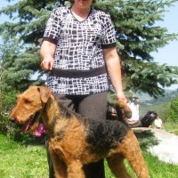 Эрдельтерьеры &raquo; Шэр Уинстон Черчилль