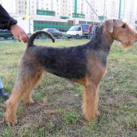 Эрдельтерьеры &raquo; Шэр Эммануэль