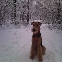 Эрдельтерьеры &raquo; Шэр Ларгус Де Ля Ви