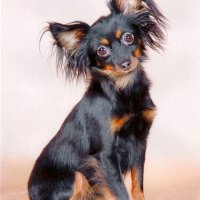 Русские тои &raquo; Шэр Иоланта Умница