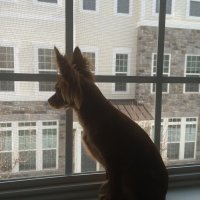 Присматриваю за домом! - Watching over the house. Присматриваю за домом.