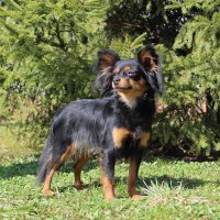 SHER SUNSHINE OF MY EYES - SHER SUNSHINE OF MY EYESJunior Champion of Russia, Litva, 3*National Russkiy toy Club of Russia, Champion of Russia, Litva, Hungary, Estonia, Belorussia, National Russkiy toy Club of Russia, RKF, Amsterdam Winner-2015 (BOS), Holland Cup Winner (BOB).д.р. 10 октября 2013 г.(о. Премьер-Министр для Шэр от Валенсии м. Sher Hani Kona).Владелец Михеева Надежда
